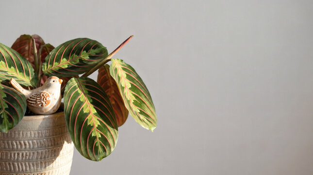beautiful maranta leaves close up with decorative ornament on grey background green houseplant home decor copy space professional