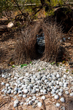 Great Bowerbird Courtship Structure - Australian Northern Territory