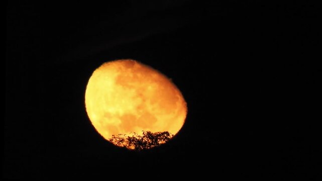 A large, vibrant orange full moon glows intensely against a pitch-black night sky, partially obscured by the dark, intricate silhouettes of tree branches during a moonset in Brazil