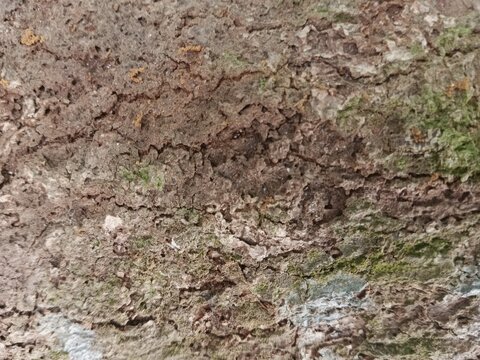 tree bark texture, 3D background and wallpaper, rendering and materials