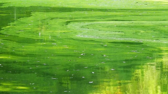 Green algae bloom on water surface in lake. High angle view of a thick layer of green and yellowish microalgae floating on the calm water surface of a lake in Brazil, creating abstract natural pattern