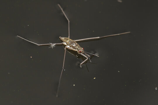 Common Water Strider (Aquarius remigis) sitting atop the water's surface using the surface tension of the water and its hydrophobic legs to prevent it from sinking. 