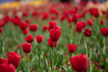 Obraz premium Red Tulip Field in Bloom with Soft Background Blur