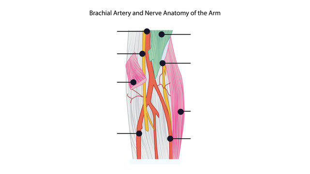 Brachial Artery and Nerve Anatomy of the Arm, Anatomical illustration showing the brachial artery and its division into the radial and ulnar arteries, along with the median and radial nerves.