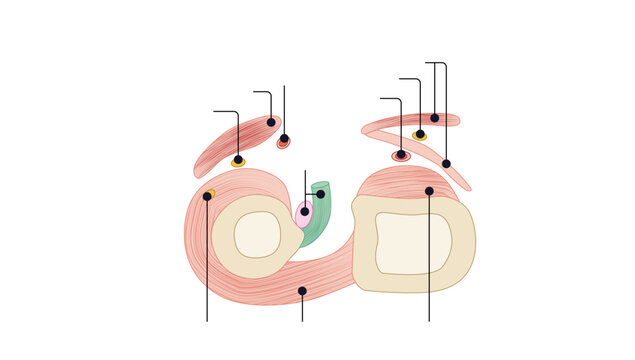 Cross sectional view of cubital fossa, Schematic cross-sectional illustration of the cubital fossa showing the biceps brachii tendon, brachialis, pronator teres, supinator, radial and ulnar arteries, 