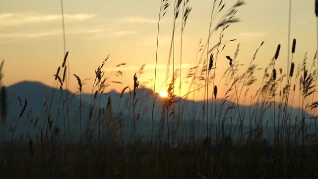 Serene sunset behind mountain peaks with silhouette of tall wild grass plants Phragmites australis in calm evening nature scene with warm golden light tone