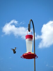 humming bird on feeder © Ashley
