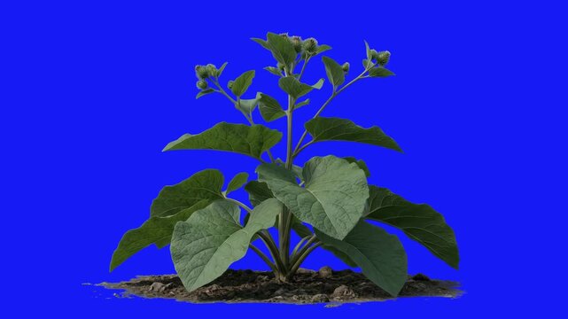 Detailed 3D CGI rendering of a green plant with broad leaves and buds growing in soil isolated on a chroma key blue screen background. Perfect for nature documentaries, botany videos, eco promos, and 