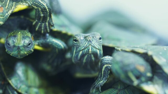 Group of small green turtles climbing on each other in shallow water