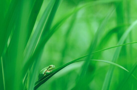 葉陰で休むカエル