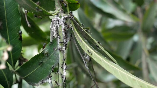 A close up view of an ant colony on a tree branch, creating a natural habitat for these tiny creatures in dynamic footage