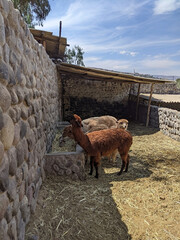 Llamas at the Sabandía Mill Farm in Arequipa, Peru © Carlos E. Urrutia