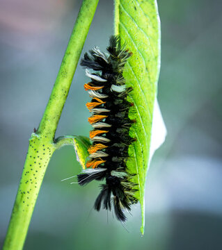 milkweed tussock moth caterpillar Euchaetes egle tufts hairy poisonous black white orange under leaf