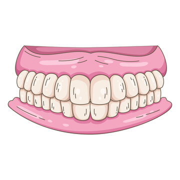 detailed cartoon illustration of a full set of healthy human teeth with clean pink gums, suitable for dental health and medical educational materials.