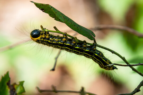 Datana Ministra moth caterpillar hairy black and yellow