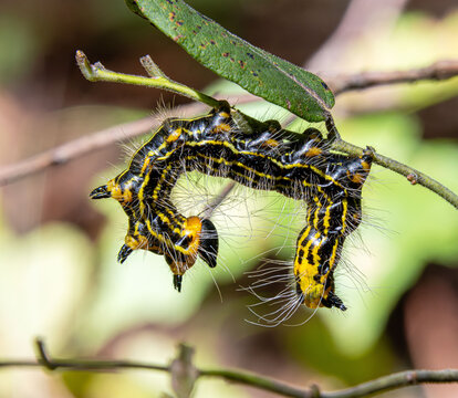 Datana Ministra moth caterpillar in defensive pose arched back hairy black and yellow