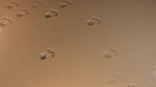 Repeating animation of cat paw prints in wet sand