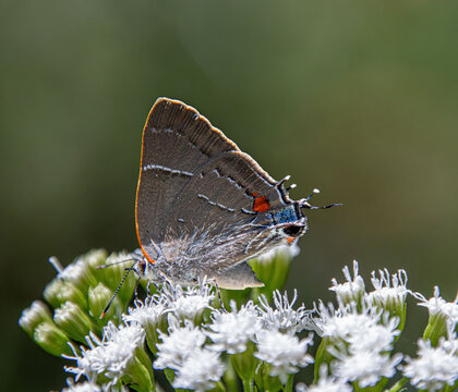 White M Hairstreak Parrhasius m-album butterfly rare beautiful on white autumn flowers closeup false head m-marking
