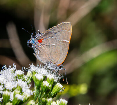 White M Hairstreak Parrhasius m-album butterfly rare beautiful on white autumn flowers closeup false head m-marking