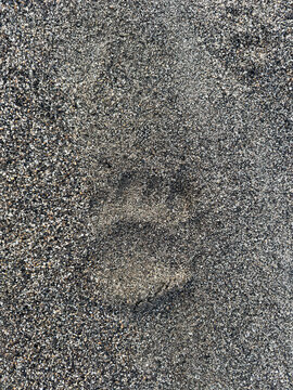 Black bear footprint paw track in sand near river back in Cascades of Washington state during summer season