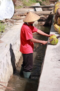 Coconut farmer cutting a fresh coconut with a machete in rural Lombok, Indonesia.