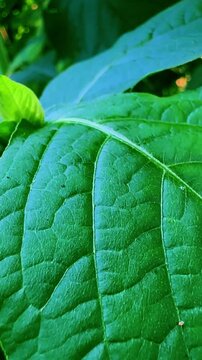 Green Tobacco Leaves Swaying Gently, Showcasing Vibrant Textures and Natural
