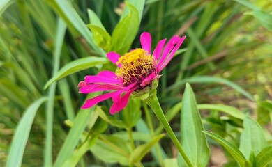 Vibrant Pink Zinnia Flower Blooming in Garden with Natural Green Foliage Background Captured in Daylight © Muhammad