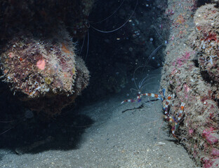Banded Shrimp in the Dark © Kyle