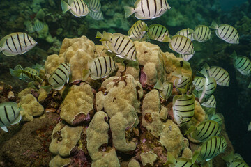 School of Striped Surgeonfish on Coral Reef © Kyle