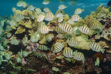 School of Sergeant Majors over Coral Reef © Kyle