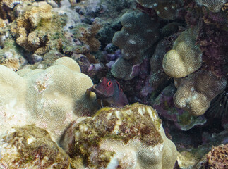 Red-Eyed Fish on Coral Reef, Kaanapali Landing © Kyle