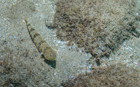 Camouflaged Lizardfish on Hawaiian Seabed