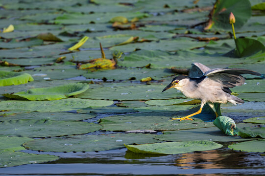 Black-crowned night herons foraging in a pond