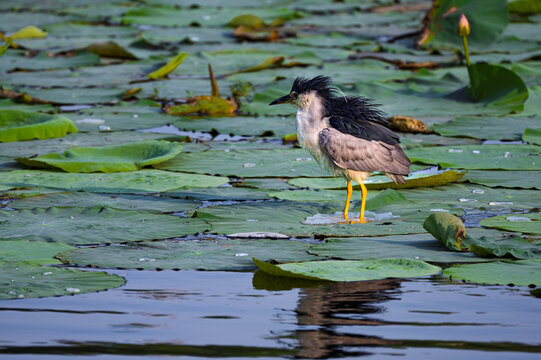 Black-crowned night herons foraging in a pond