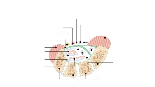 Cross-Sectional Anatomy of the Carpal Tunnel, Cross-sectional view of the carpal tunnel showing the median nerve, flexor tendons, ulnar nerve, ulnar artery, and surrounding structures.