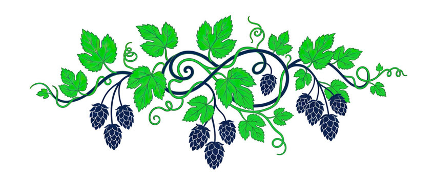 Green hop vine with cones, decorative border, isolated