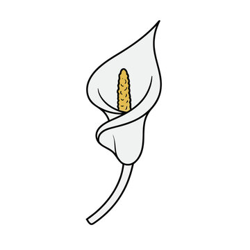 Calla Lily Vector Illustration