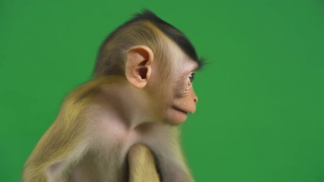 Curious baby monkey looking around while sitting on a green screen for digital animation motion footage
