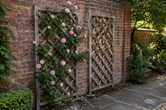 Wooden trellises against brick wall with rose vines, garden and outdoor decor concept