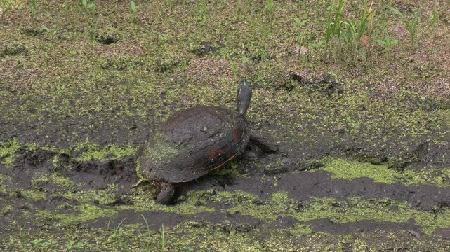 Florida Turtle in Swamp during dry season.