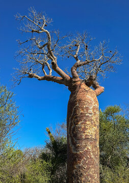 Za Baobab Tree (Adansonia za) in the Mikea Forest, Madagascar	