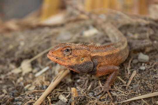Close Up of Oriental Garden Lizard Calotes Versicolor Resting on the Ground in Natural Habitat