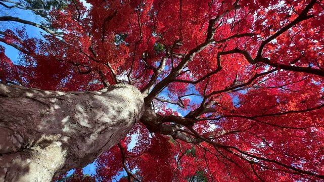 真っ赤に紅葉した大きなカエデの木の根本からドリー撮影した4K動画