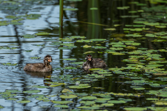 Grebes and their young frolic in a lotus pond