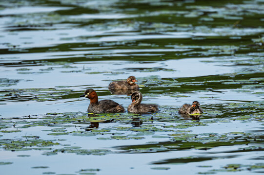 Grebes and their young frolic in a lotus pond