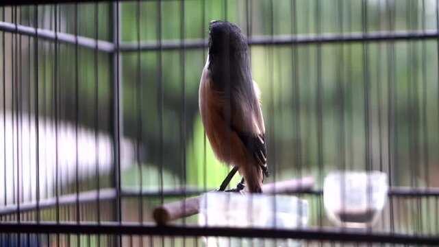 A long-tailed shrike scientific name Lanius schach is perched on a wooden perch inside a black wooden birdcage.