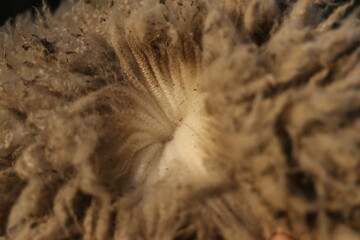 Close up texture of raw Merino wool fleece on Sheep © Rebekka