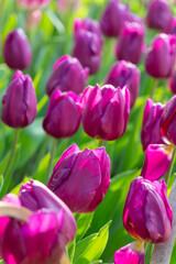 Obraz premium Purple tulips blooming in a sunny spring garden with lush green foliage