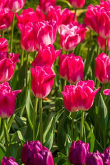 Obraz premium Vibrant Pink Tulips Blooming in a Spring Garden