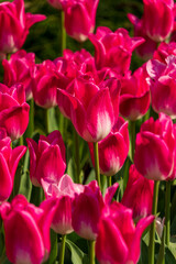 Obraz premium Vibrant pink tulips in a garden